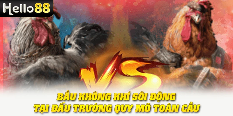 Đá Gà Trực Tiếp C1 - Nơi Hội Tụ Những Chiến Kê Mạnh Mẽ Nhất 2 Bầu không khí sôi động tại đấu trường quy mô toàn cầu