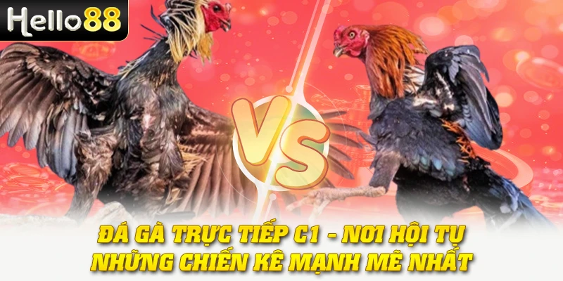 Đá Gà Trực Tiếp C1 - Nơi Hội Tụ Những Chiến Kê Mạnh Mẽ Nhất 1 Đá Gà Trực Tiếp C1 - Nơi Hội Tụ Những Chiến Kê Mạnh Mẽ Nhất